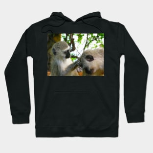 Vervet Monkeys, Kruger National Park, South Africa Hoodie